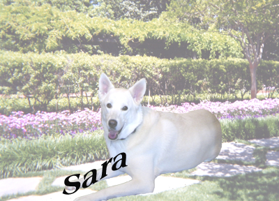 Pretty Pretty Sara