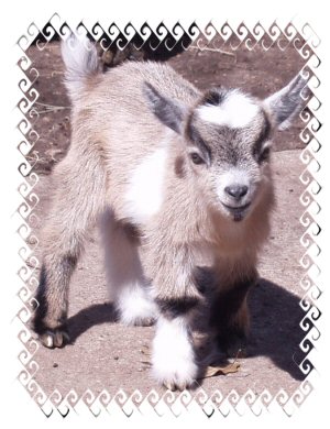 Urban Slect Pygmy Spanky