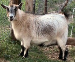 Goat Junction Pygmy Tanza