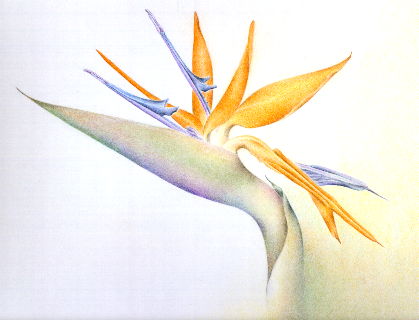 flower05.jpg (19802 bytes)