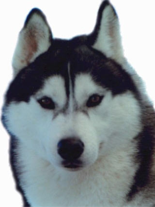 BANDIT