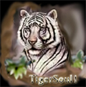 My Totem Animal-The White Tiger. She is with me everywhere