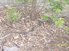 .."Them's SNAKES in them thar hills"