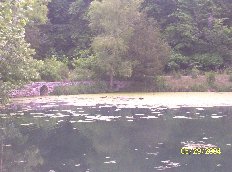 " ITS AN ALLIGATOR! op..no, its just a log...sorry"
