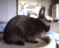 My Rabbit