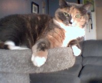 My Cat