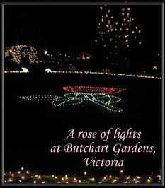 Picture of a rose all lighted up at Butchart Gardens in Victoria, Canada.