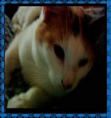 Patch