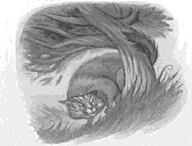 .:Crookshanks:.