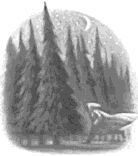 .:The Forbidden Forest, there is a reason why they call is forbidden!:.
