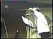 Electric_Dog_House_Generartions_49