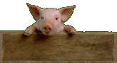 A pig can quite easily bite off your fingers, did you know that? DON'T MESS WITH PIGS!