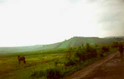 Horse on Recea Pasture