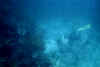 JT under water