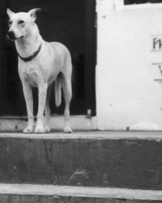 a dog