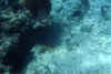 some more sea weed and a fish
