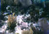 underwater landscape