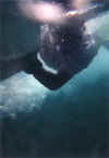 capt. Steve under water. Soon we will see a shark there