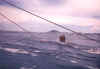 Again Emily, this time in water, servings as a bait for hungry sharks