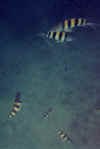 crazy bahamians fish