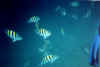 tropical fish 