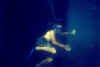 Trying to turn under water. The picture was taken on a sank ship - Sapona
