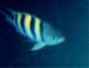 fish. don't you see ?