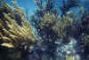 Some sea weed.
