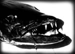 barracuda