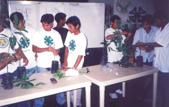 4-H Federation Tree Propagation Training