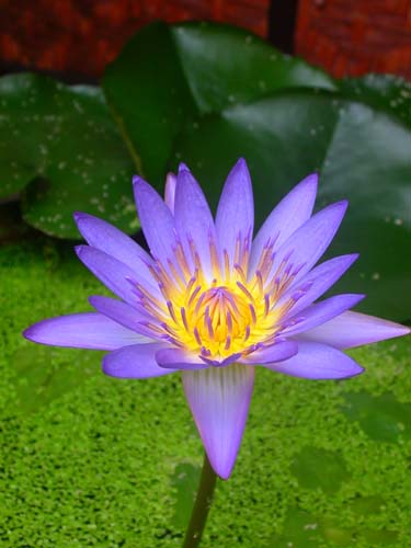 waterlily
