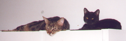 cats2.jpg (48785 bytes)