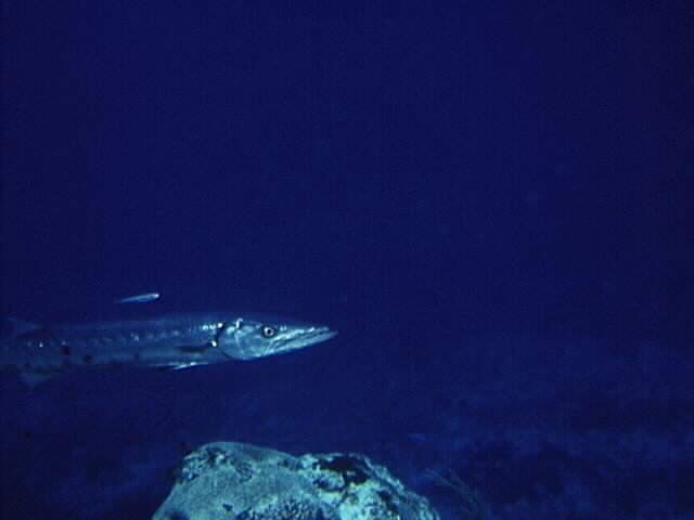 Baracuda&nbsp; in Cozumel