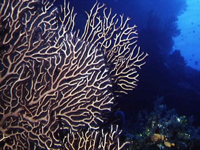 Gorgonia&nbsp; in Cozumel