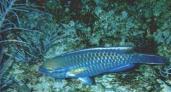 parrot fish