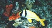 pork fish