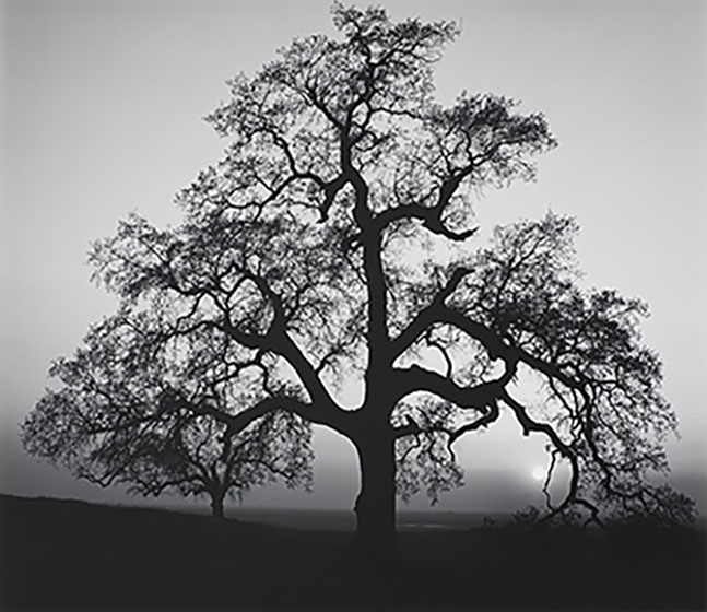 oaktree