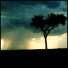 rain