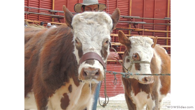 Feria Ganadera.