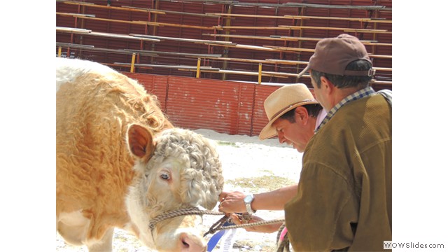 Feria Ganadera.