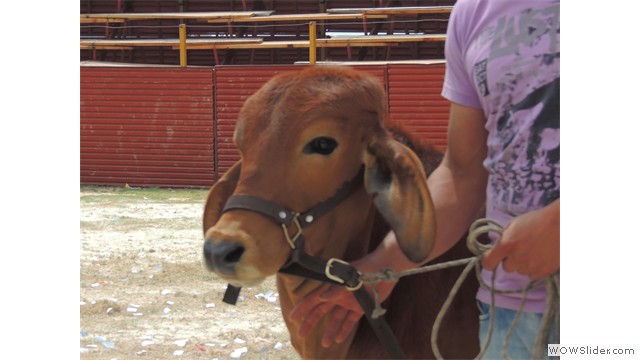 Feria Ganadera.