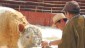 Feria Ganadera.