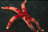 Bloodstar.jpg (39130 bytes)