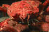 Crab.jpg (39009 bytes)