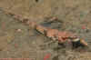 Scan116.jpg (39009 bytes)