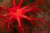 Scarlet.jpg (39009 bytes)