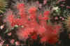 SoftCoral.jpg (39009 bytes)