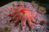 Spiny2.jpg (39009 bytes)