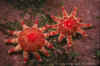 Spiny3.jpg (39009 bytes)