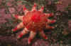 Spiny.jpg (39009 bytes)